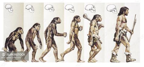 Close Up Of Stages Of Evolution From Ape To Man Drawing Superstock