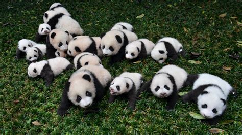 Baby Pandas Born In 2015 Are Placed On Grass For Pictures During A