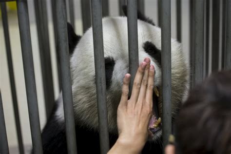 Jia Jia How The Oldest Panda In The World Lives Pictolic