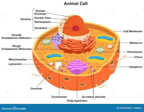 Animal Cell Parts And Structure Infographic Diagram Stock Vector