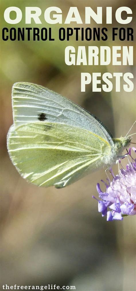 There are many natural snake repellent ideas that allow you to get rid of snakes without harming them. Organic Gardening Ideas: Learn how to get rid of garden ...