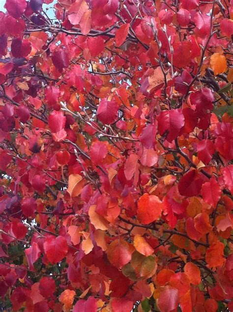 Red willow salix laevigata salix laevigata. Blood Red Leaf Trees