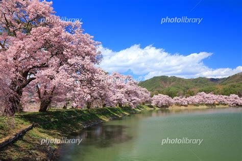 伊那市高遠六道の堤と桜 写真素材 5252476 フォトライブラリー Photolibrary