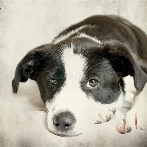 Dog In Front On Grunge Background Stock Photo Image Of Pedigreed