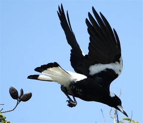 World australia animal attacks birds animals. Magpie Attack