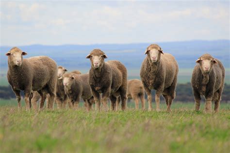 Sheep Genetics Australian Wool Innovation