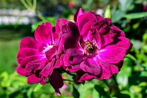 Two Large And Delicate Vivid Purple Roses In Full Bloom In A Summer
