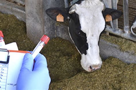 Medio Rural Launches Free Bluetongue Vaccination Campaign For Cattle