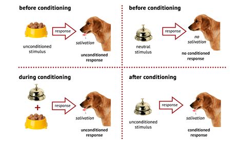 Ivan Pavlov Dog Experiment Garetrealtor