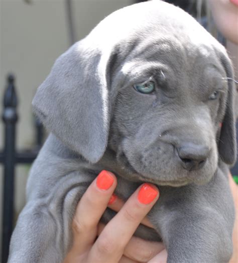 48 Droll Blue Weimaraner Puppies For Sale Image 8k Aubleumoonproductions