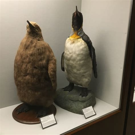 Penguin Looking Bird