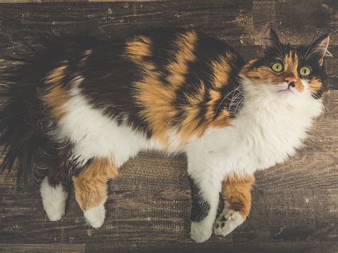 They are sometimes referred to as a siberian. Longhair Cat Breeds | Britannica.com