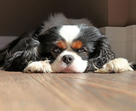 Pin On Cavalier King Charles Puppies