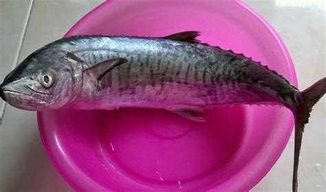 Siomay Ikan Tenggiri Bandung