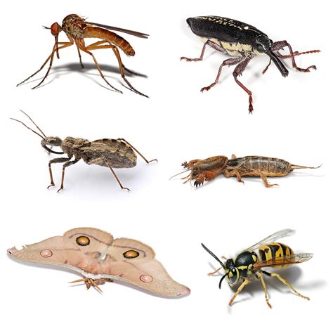 5 Jenis Hama Serangga Yang Berbahaya Bagi Kesehatan Manusia