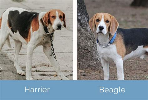 Harrier Vs Beagle The Differences And Which To Choose Hepper