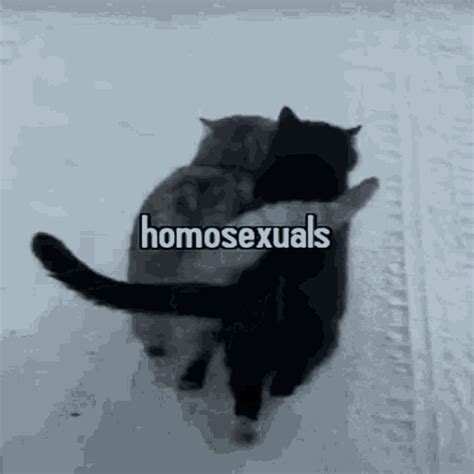 Gay Cats  Gay Cats Discover And Share S