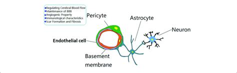 The Role Of Brain Pericytes At The Neurovascular Unit Nvu A