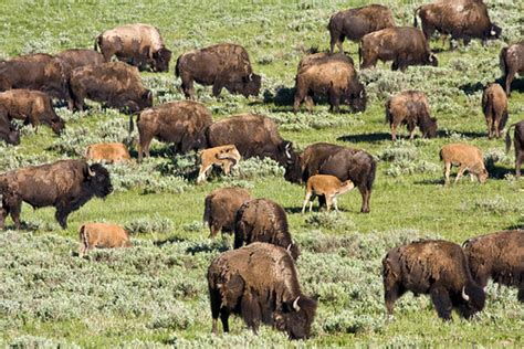 Bison herd | American Bison, Bison bison, calf, calves ...