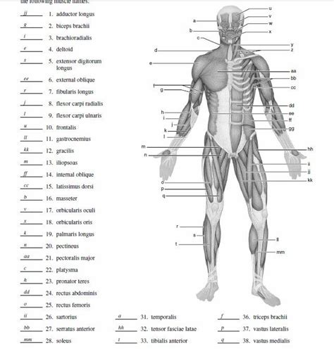 Label The Muscular System Worksheet