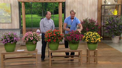 Cottage Farms 6 Pc Rainbow Miniature Rose Collection On Qvc Youtube
