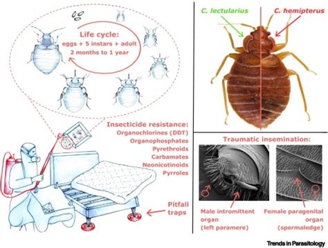 Cimex Lectularius And Cimex Hemipterus Bed Bugs Trends In Parasitology