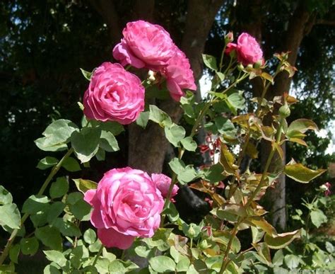 The website with the homepage heirloom roses provides content on the pages wish list, click here. 'Heirloom' Rose