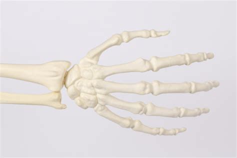 Hand And Wrist Models Synbone