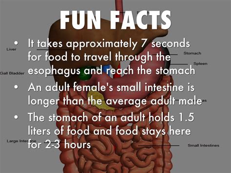 fun-and-interesting-facts-about-the-esophagus-fun-guest