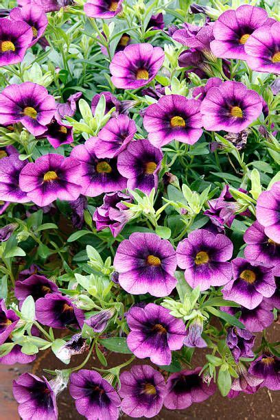 15 Easiest Flowers To Grow Easy Flowers To Grow In Your Garden