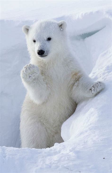 Pin On Polar Bear