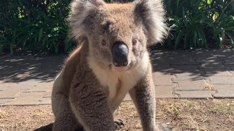 Friendly Koala Adelaide Hills South Australia Youtube