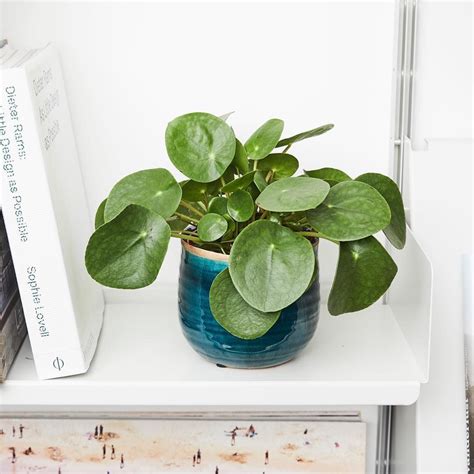 If your money tree leaves are yellowing and falling, your plant probably is getting too much sun or too much water. Penny our Pilea is also known as the Chinese Money Plant ...