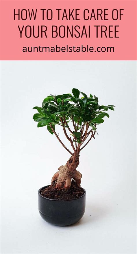 How To Take Care Of Your Bonsai Tree Aunt Mabels Table