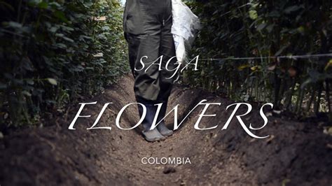Saga Flowers Youtube