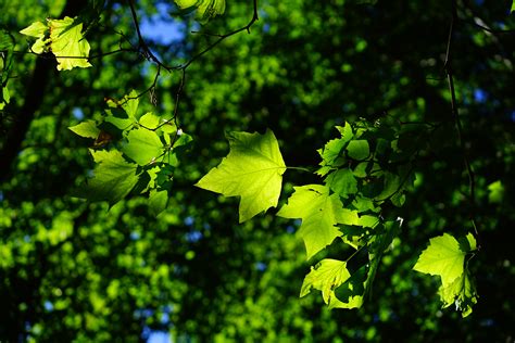 Free Images Nature Forest Branch Light Sunlight Leaf Flower