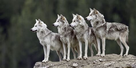 Wolves Are Just Predators Withywindle Nature Blog
