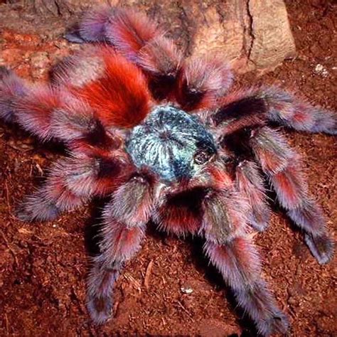 Caribena Versicolor Unsexed Antilles Pinktoe Tarantula Pet Spider