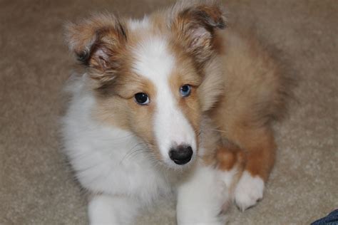 Cute Sheltie Puppy With Blue Eye Sheltie Puppy Puppies With Blue