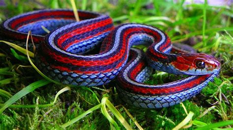 Blue Red Snake Animals And Pets Images And Photos