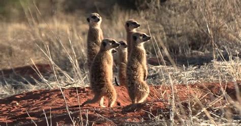Meerkats Are Shocked For A Moment And Then Continue To Bask In The Sun