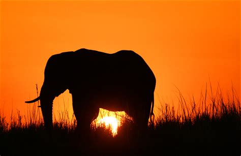 African Sunset Foto And Bild Africa Southern Africa Botswana Bilder