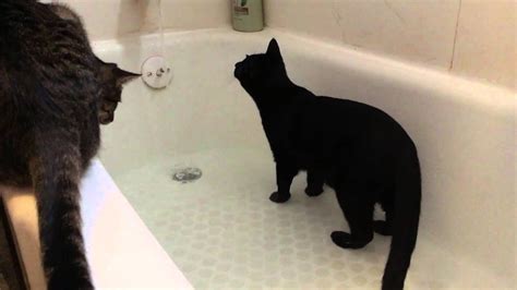 Kitty Cat Loves The Bathtub Youtube