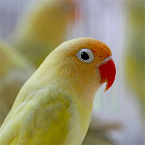 Love Bird Hand Fed Yellow With Red Beak Fly Babies Aviary