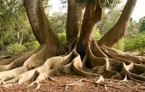 Roots Of Bay Fig Tree Root System Above Ground Of Very Large Bay Fig