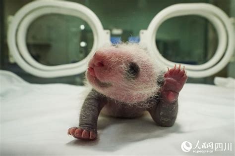 In Pics Say Hello To Panda Cubs Born In Sw Chinas Sichuan During Year