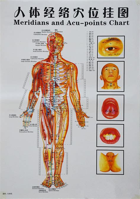 Trigger Points Chart Massage Reflexology Chart Laminated Poster China