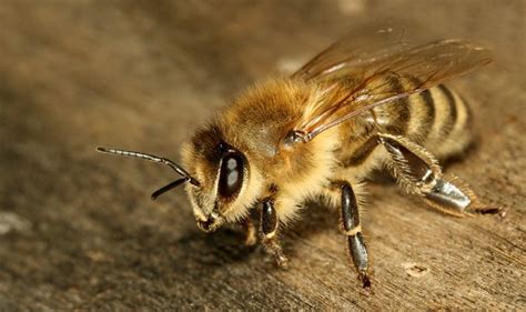 How to get rid of ground bees naturally. 10 Easy Ways to Get Rid of Ground Bees Safely | iGetRid