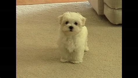 Cute Small Maltese Puppy Barking At Funny Toy Little Dog Puppies