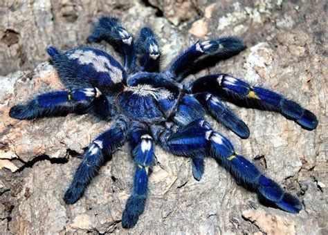 Metallic Blue Tarantula Shudder Akhal Teke Beautiful Creatures
